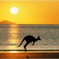 Kangaroo