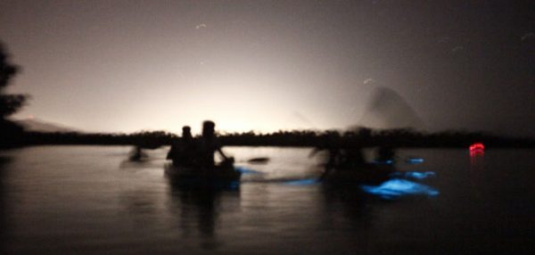 Bioluminescent Bay Kayaking