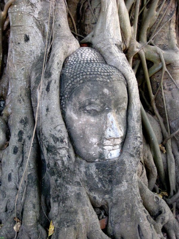 Buddha Head, Ayutthaya, Thailand Buddha Head, Ayutthaya, Thailand