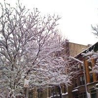 Harlem Snow