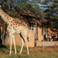 Giraffe in Safari