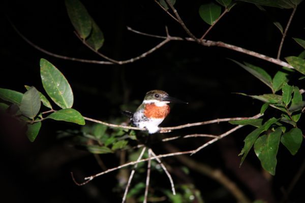 American Pygmy Kingfisher Belize Bird Watching