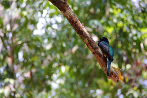 Black-headed Trogon Belize Bird Watching