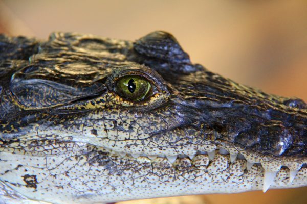 Crocodile Belize Bird Watching