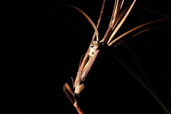 Frog Belize Bird Watching