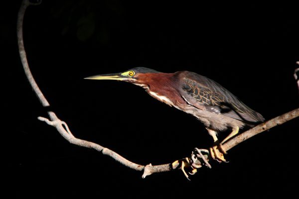 Green Heron Belize Bird Watching
