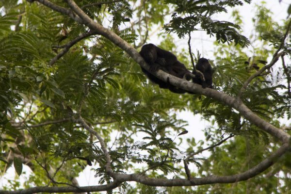 Howler Monkeys Belize Bird Watching