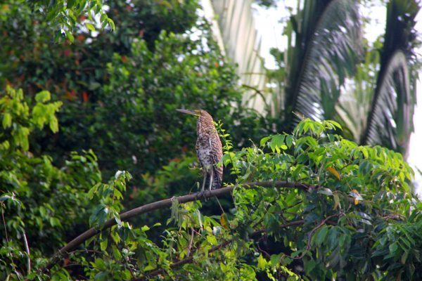 Leopard Bird Belize Bird Watching