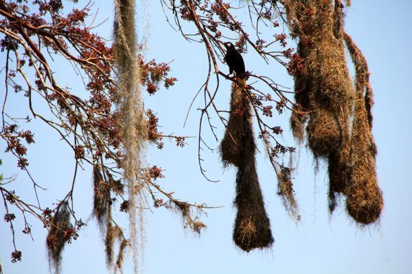 Montezuma Oropendola Belize Bird Watching