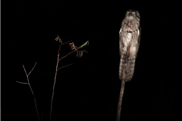 Northern Potoo Belize Bird Watching