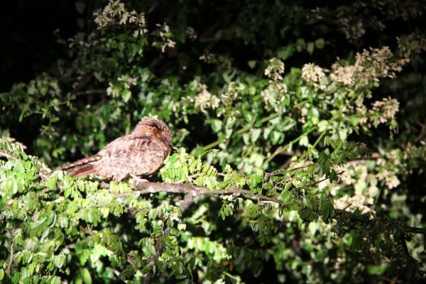 Pauraque Bird Belize Bird Watching