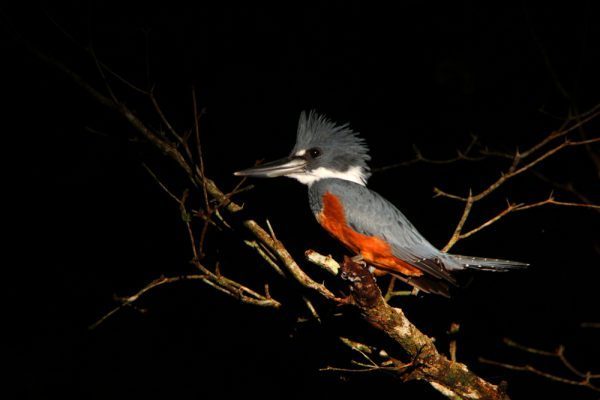 Ringed Kingfisher Belize Bird Watching