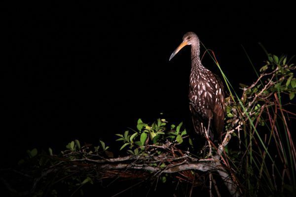 Tiger Heron Belize Bird Watching