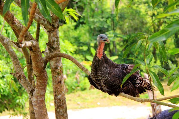 Turkey Belize Bird Watching