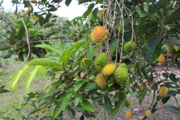 Rambutan Tree Belize Spice Farm