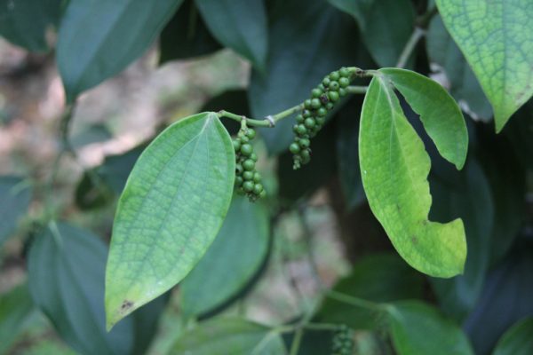 Tellicherry Black Pepper Belize Spice Farm