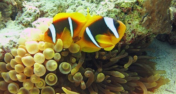 Red Sea Diving