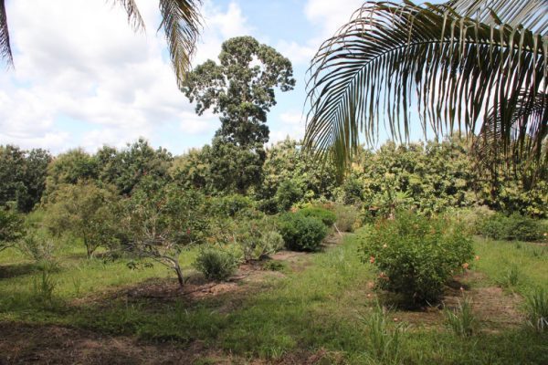 Belize Spice Farm Belize Spice Farm