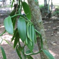 Belize Spice Farm