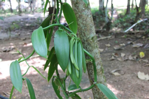 Vanilla Belize Spice Farm