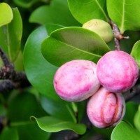 Coco Plum at Caye Caulker, Belize