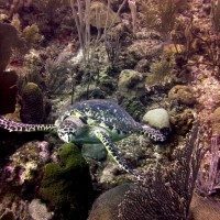 Sea Turtle at Long Caye Aquarium, Belize