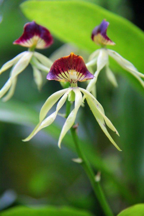 Black Orchid in Belize