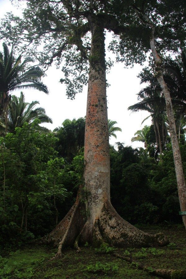 Ceiba Cotton Tree, Belize