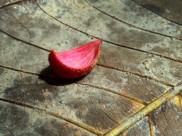 Copal Tree pod