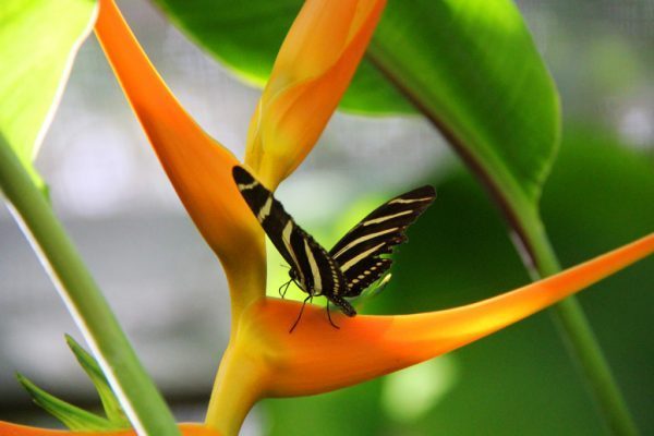 Shipstern Zebra Butterfly Shipstern Nature Reserve Butterfly