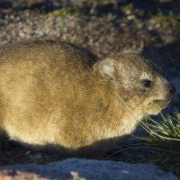 Dassie Rat in Cape Town