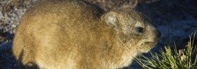 Dassie Rat in Cape Town