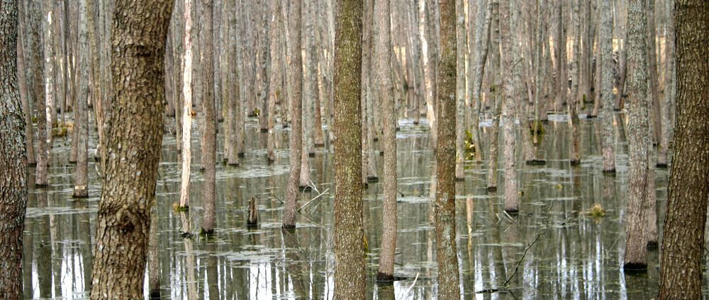Mazurian Forest, Ketrzyn, Poland