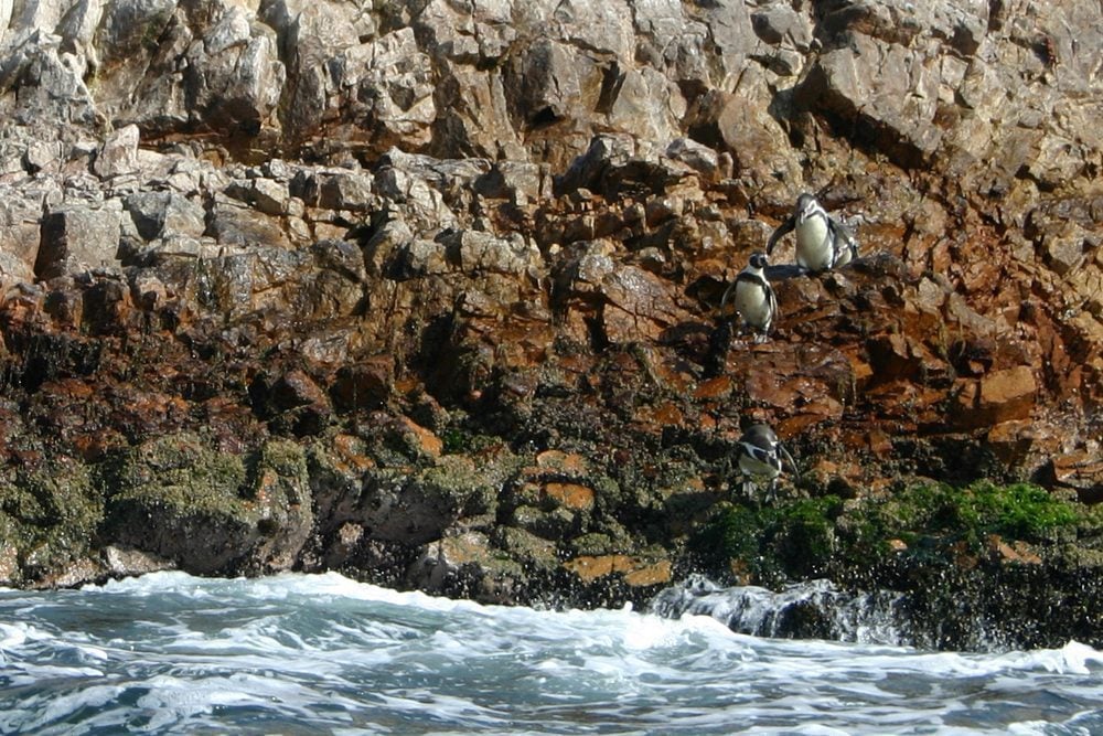 Ballestas Islands, Paracas