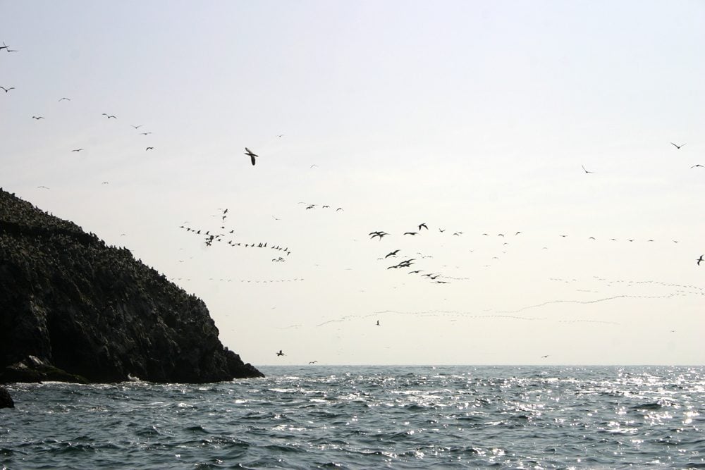 Ballestas Islands, Paracas