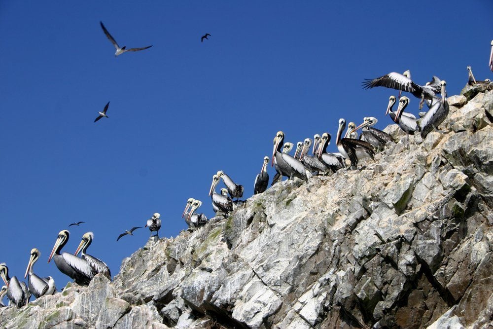 Ballestas Islands, Paracas