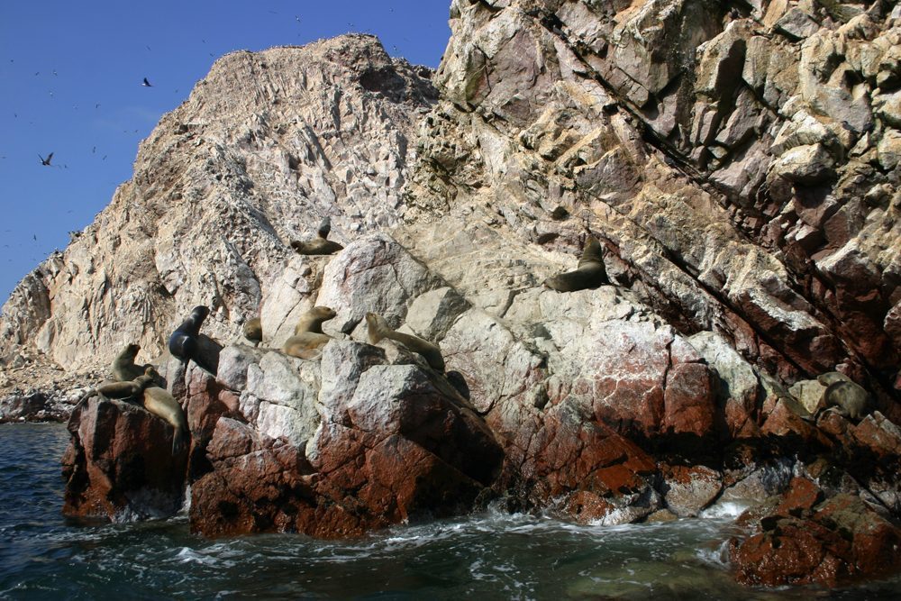 Ballestas Islands, Paracas