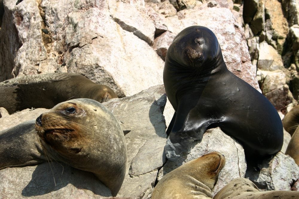 Ballestas Islands, Paracas