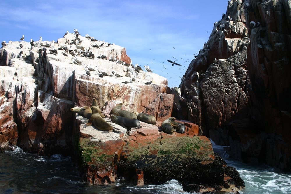 Ballestas Islands, Paracas