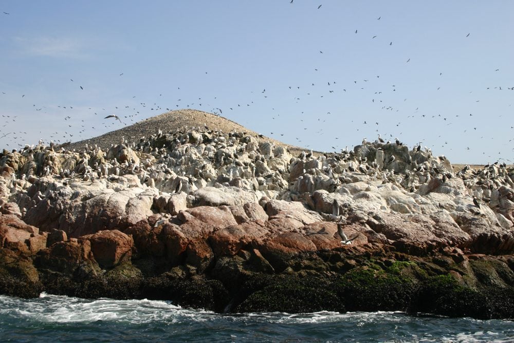 Ballestas Islands, Paracas