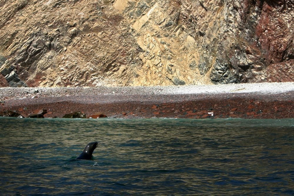 Ballestas Islands, Paracas