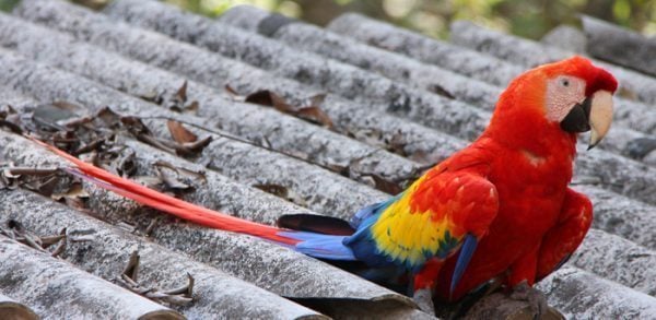 Copan Macaw Copan Ruinas, Honduras