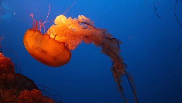 Vancouver Aquarium Jellyfish
