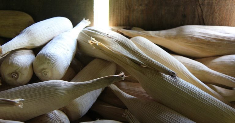 Maya Corn, Belize