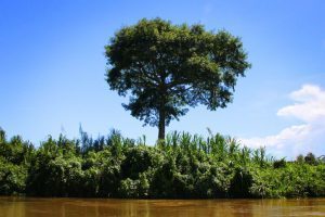 Cotton Tree, Belize