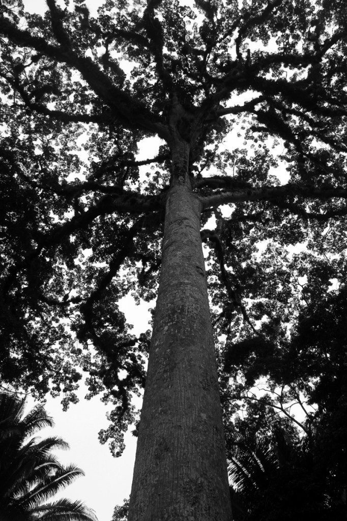 Cotton Tree, Belize