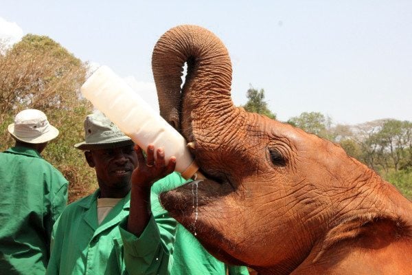 How to Visit the Elephant Orphanage in Nairobi 1 David Shieldrick Elephant Orphanage in Nairobi, Kenya