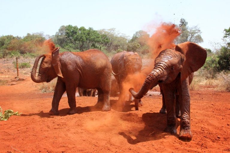 David Shieldrick Elephant Orphanage in Nairobi, Kenya