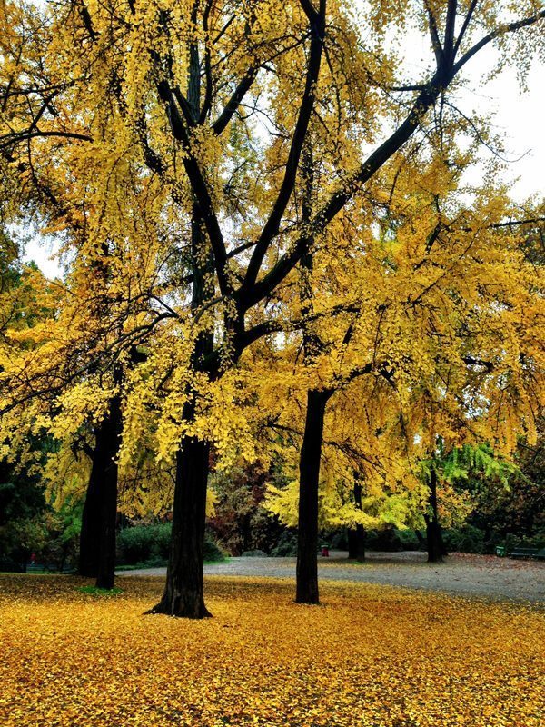Fall in Milan Living like a local in Milan, Italy