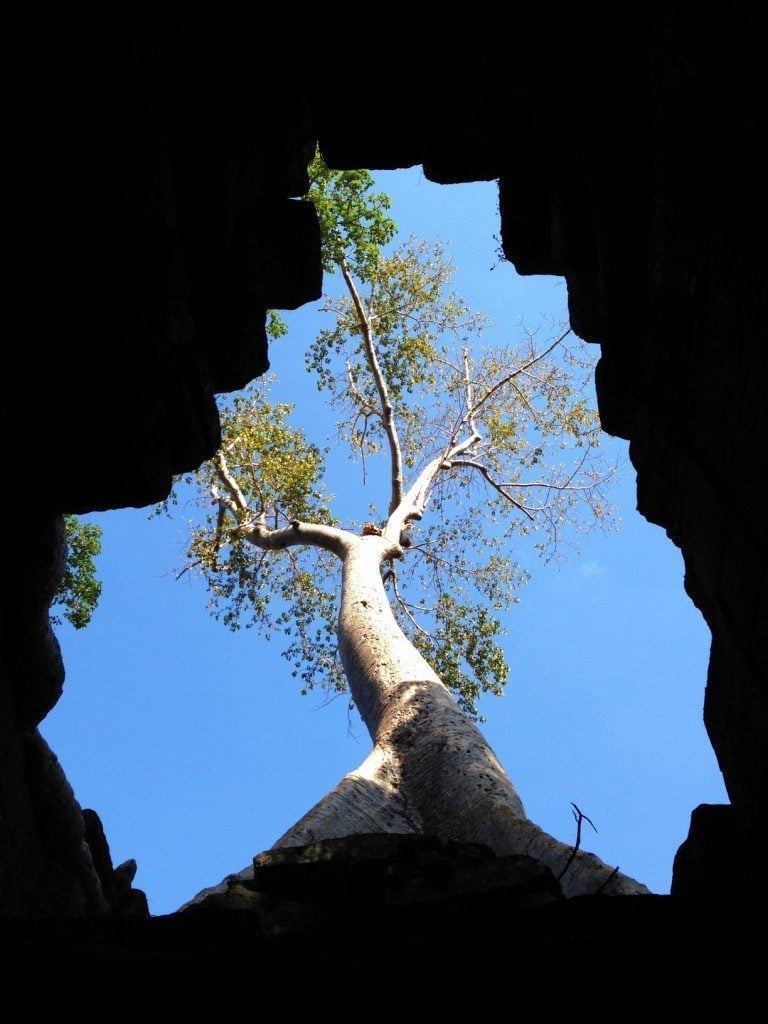 A tree growing on Angkor Wat